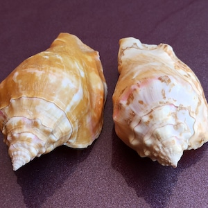Set di 2 conchiglie marine naturali, bellissima conchiglia, grande conchiglia di granchio, enorme conchiglia oceanica, tesoro di conchiglie marine, conchiglie naturali, decorazioni per matrimoni