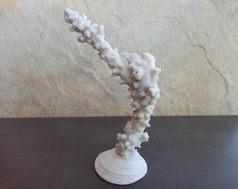 Natural White Coral Tree, Seashell Base, Coral Reef Decor