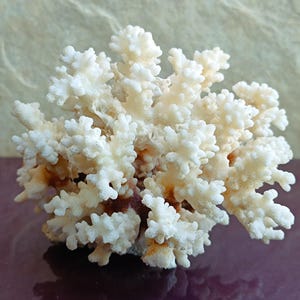 Natural White Coral Tree, White Coral, Coral Tree, Coral Reef Decor, White Coral Reef, Natural Sea Coral