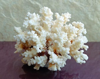 Natural White Coral Tree: Coastal Decor (14x12x11 cm)