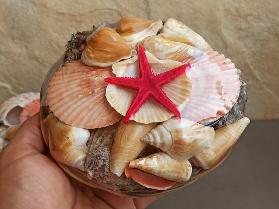Shells SET, Sea Set, Sea Shells, Treasure Set, Natural Seashells  Decoration, Ocean Shells, Precious Pebbles, Art of Pebbles -  Canada
