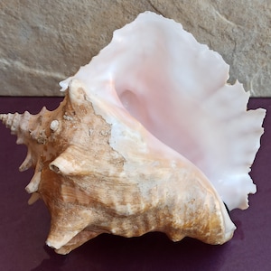 Grande enorme bellissima conchiglia, grande conchiglia di granchio, enorme conchiglia oceanica, tesoro di conchiglie marine, conchiglie naturali, conchiglia marina, decorazione di nozze