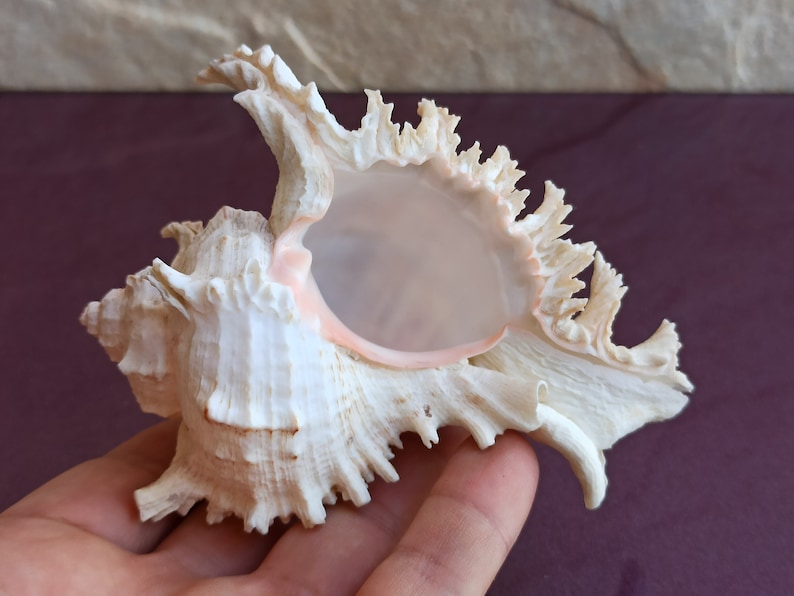 Large Natural Crab Shell: Ocean Treasure, Nautical Decor - Etsy