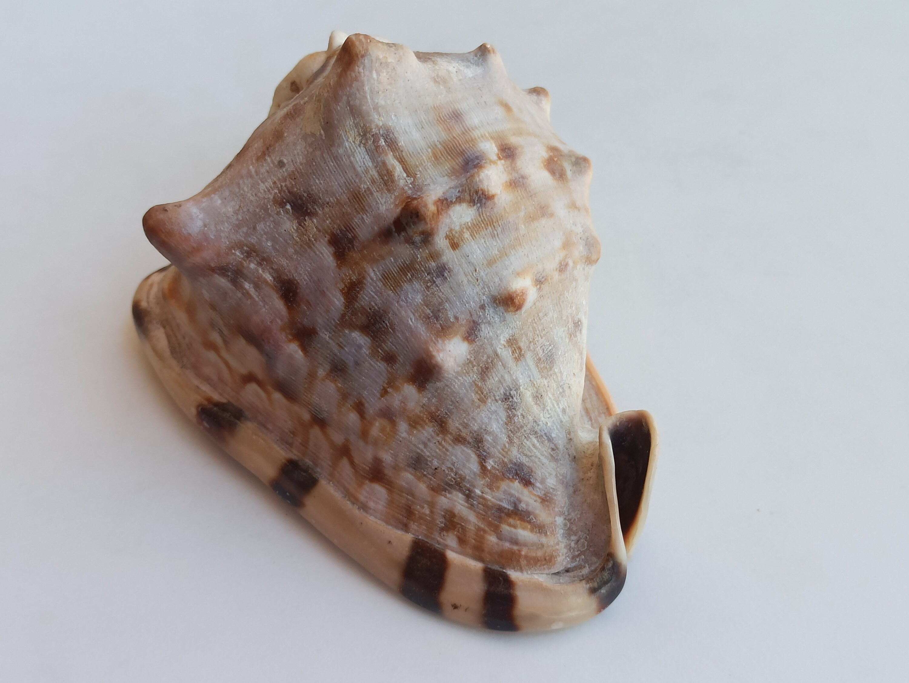 Giant Cowrie Shell: Rare Atlantic Seashell, Natural Home Decor - Etsy