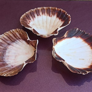 Peut inclure: Trois coquilles Saint-Jacques de couleur brune et blanche. Les coquilles sont disposées en forme de triangle sur une surface violette.