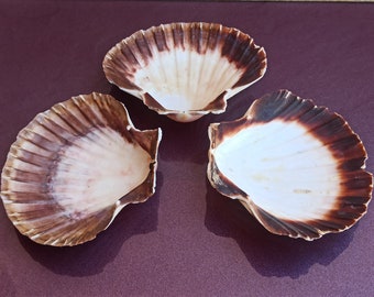 May include: Three scallop shells with brown and white coloring. The shells are arranged in a triangular pattern on a purple surface.