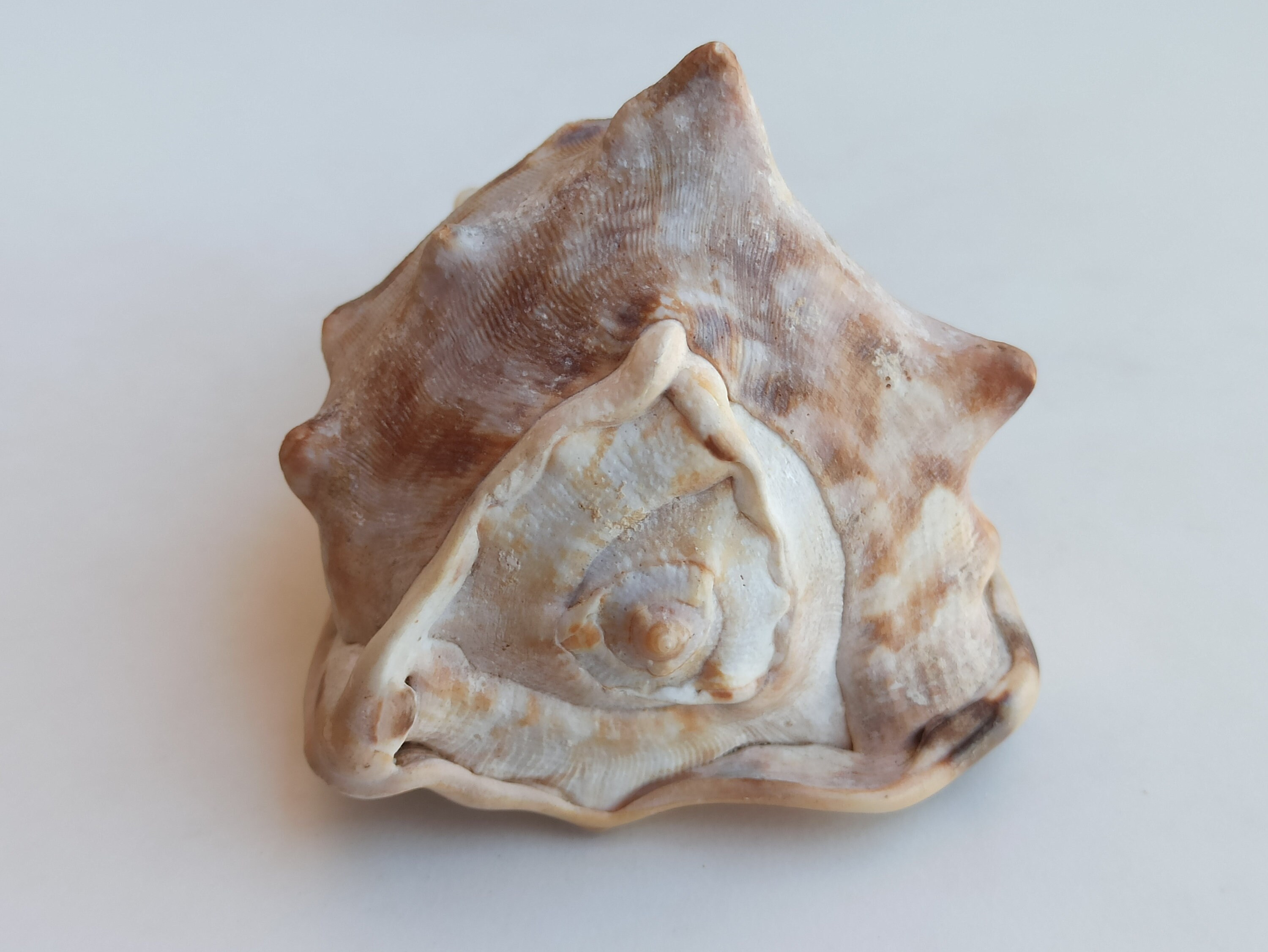 巨大タカラガイ：珍しい大西洋産の貝殻、ナチュラルな室内装飾 - Etsy 日本
