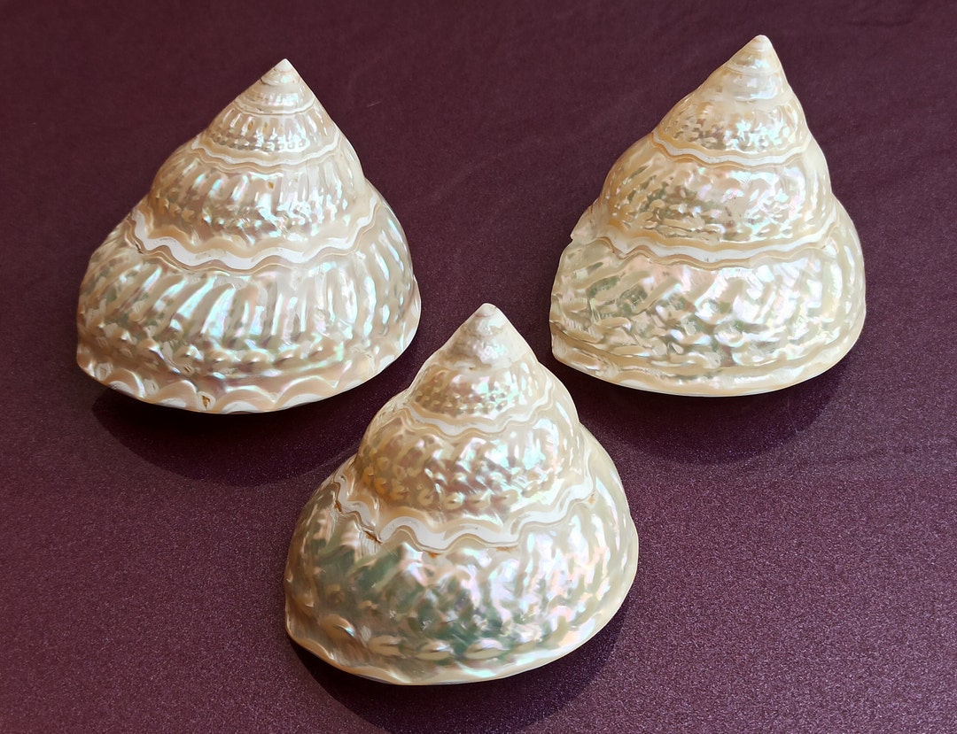 Treasure Shell Mother of Pearl Seashell: Natural Ocean Treasure, Shell Decoration - Etsy