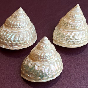 Carina conchiglia rotonda, conchiglia di madreperla, grande conchiglia rotonda, bellissima conchiglia, tesoro marino, grande conchiglia dell'oceano naturale, decorazione conchiglia