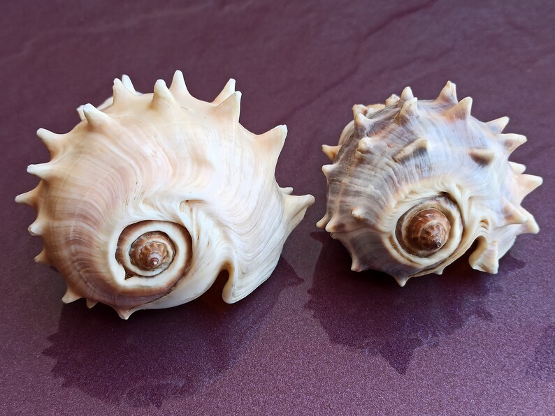 Spiked Sea Shells Set: Natural Ocean Decor, Nautical Wedding - Etsy