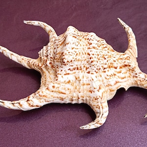 Conchiglia di Lambis comune, bellissima conchiglia, conchiglia grande, enorme conchiglia oceanica, tesoro di conchiglie marine, conchiglie naturali, decorazione di conchiglie marine, decorazione di nozze