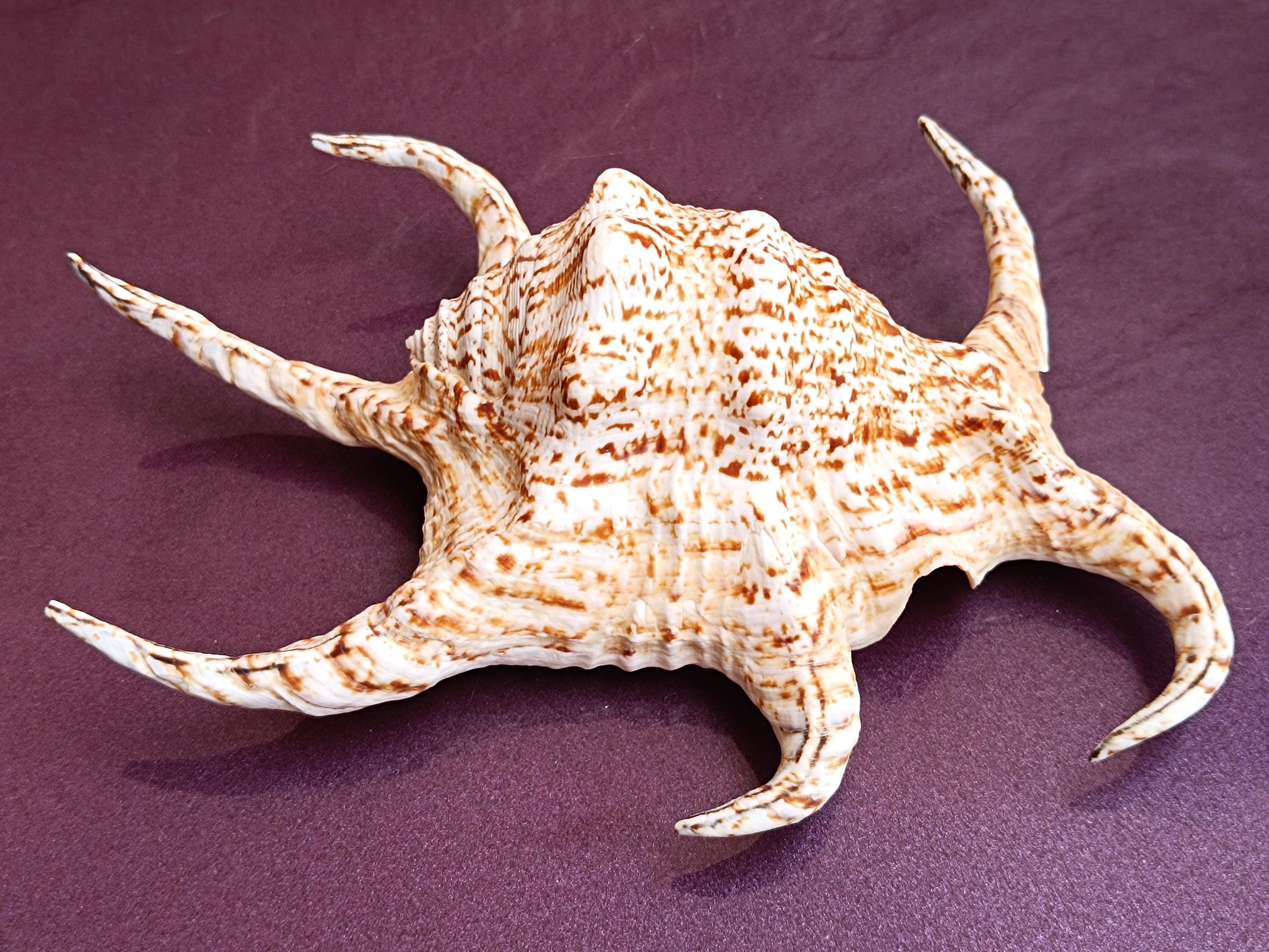 Large Common Lambis Seashell: Natural Ocean Shell Treasure