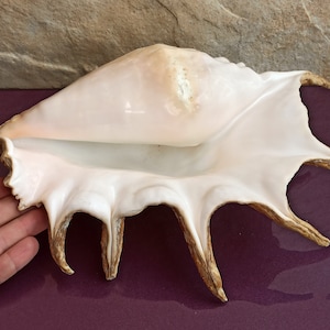 1236g Grande enorme bella conchiglia, grande conchiglia, enorme conchiglia oceanica, tesoro di conchiglie marine, conchiglie naturali, decorazione di conchiglie marine, decorazioni di nozze