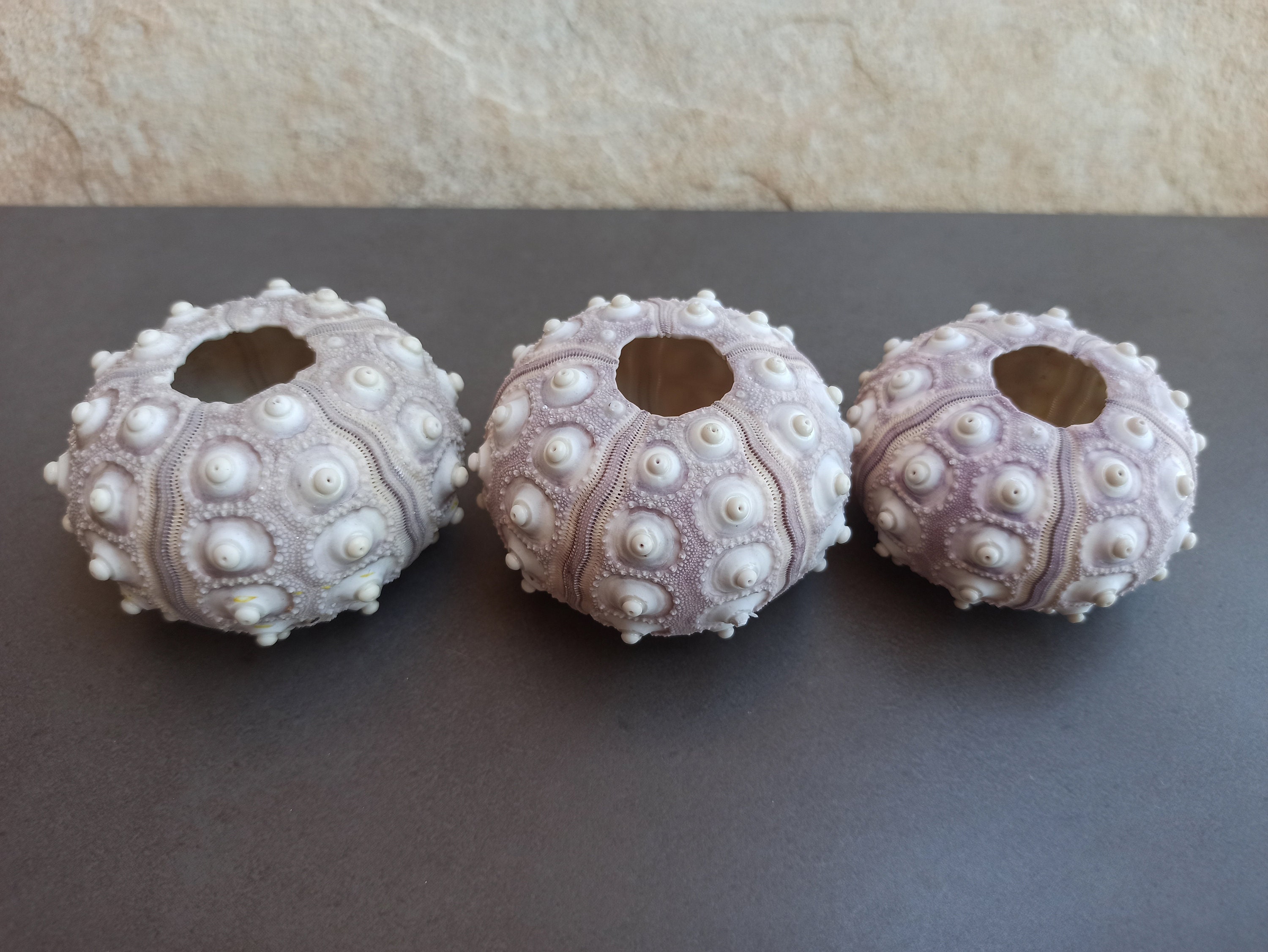 Sea Urchin, Purple Sea Urchin, Big Sea Urchin, Sea Urchin Shell