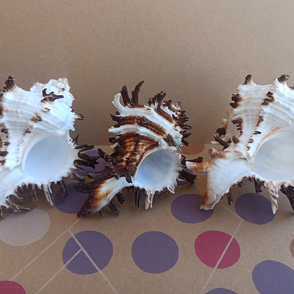 Sea Shell Decorations Etsy
