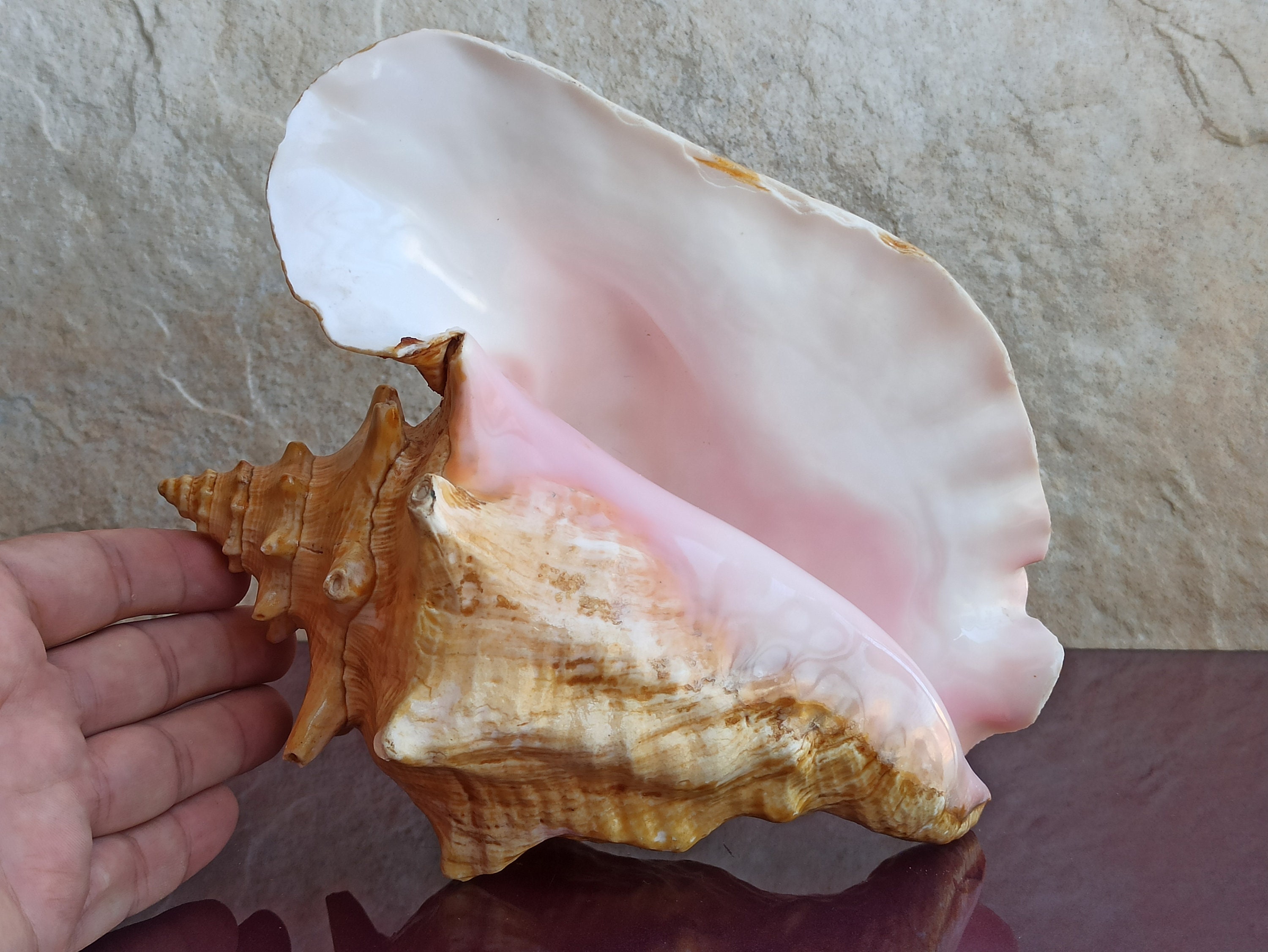 Lacquered Crab Hermit Shell: Large Natural Seashell, Nautical