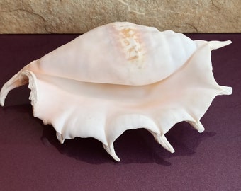 Large Common Lambis Seashell: Natural Ocean Treasure, Wedding Decor (26x15x7 cm)