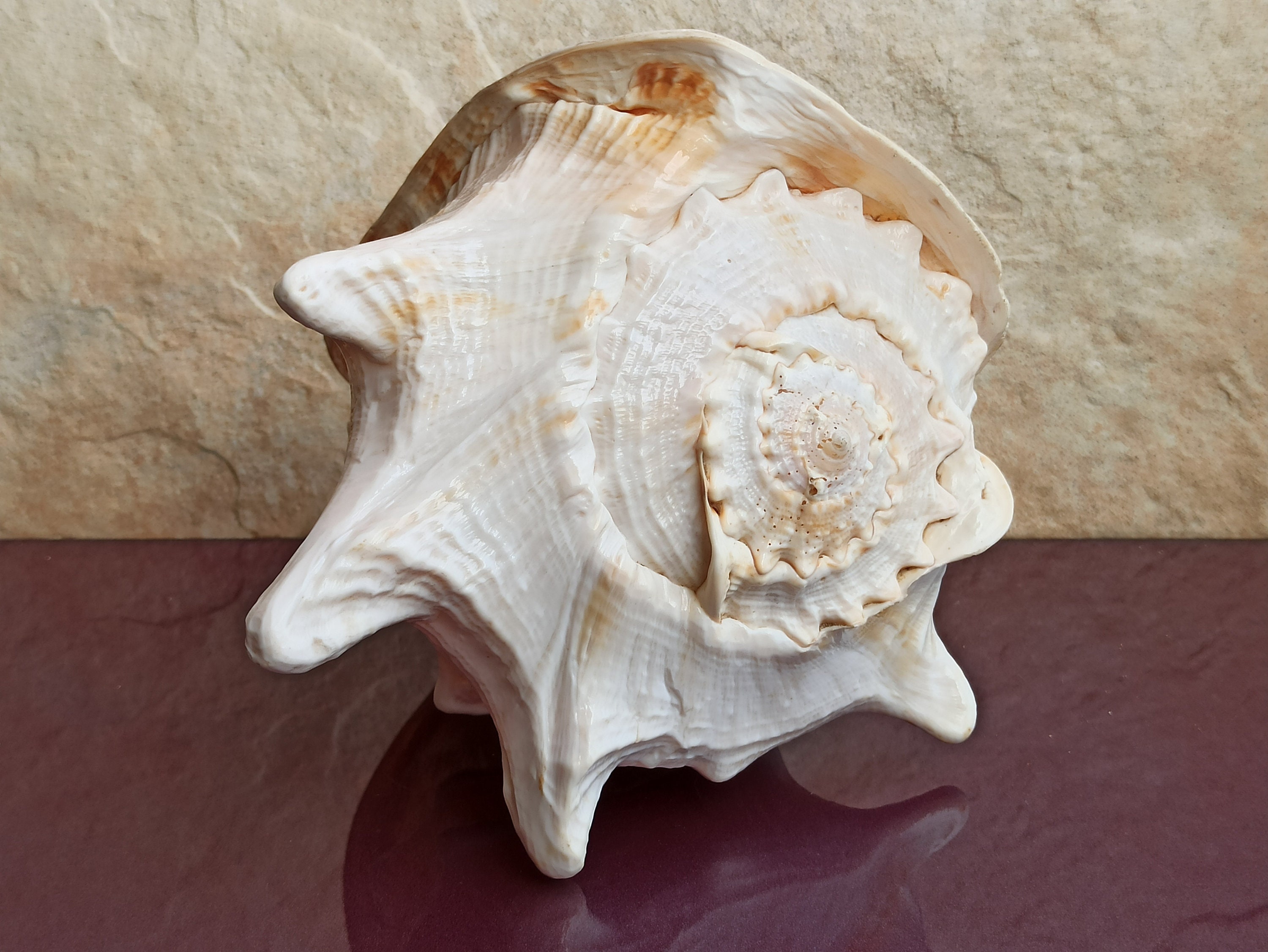 Large Cassis Cornuta Shell, Rare Big Cowrie Shell, Sea Shell, Decor ...