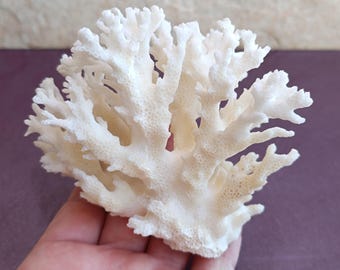 White Coral Tree, Natural Coral Tree, White Coral, Natural Coral Sea, Small White Coral Tree, Coral Reef Decor