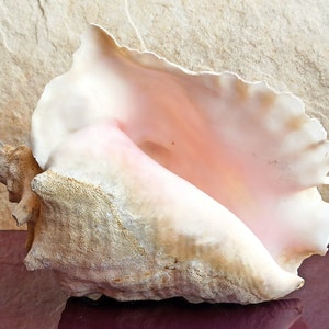 Grote Natuurlijke Zeeschelpen, Enorme Oceaanschelp 18-20 Cm Jumbo Schelpen Voor Bruiloft Decor Strand Thema P