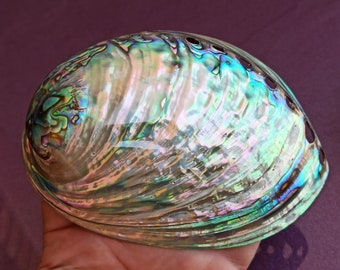 大きな真珠貝のアワビの貝殻：虹色に輝く海の宝 - Etsy 日本