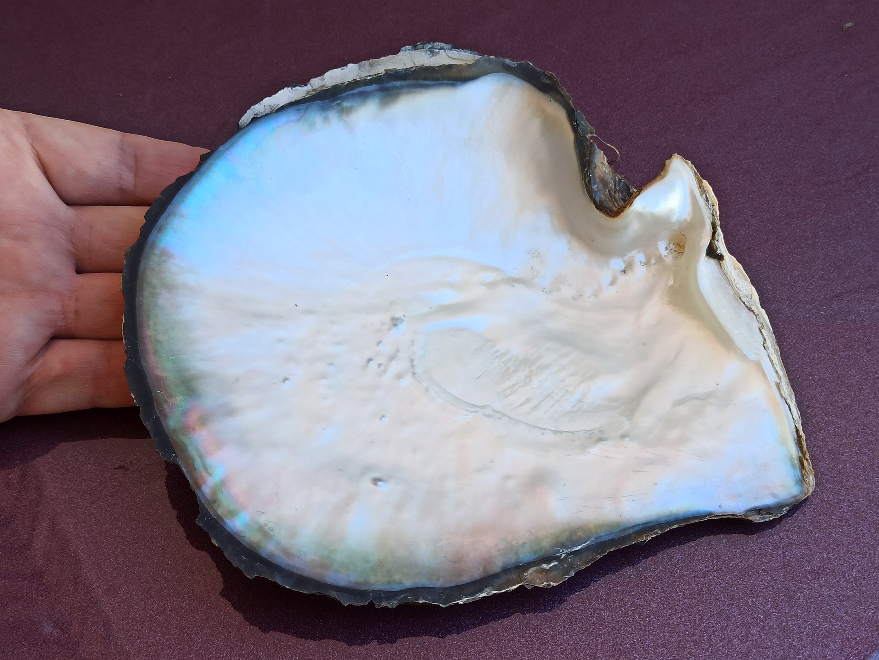 Pinctada Margaritifera, Pearl Shell, Lipped Mother of Pearl