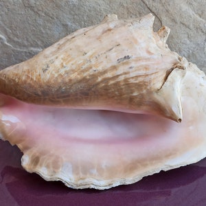GRANDE enorme bellissima conchiglia, grande conchiglia di granchio, enorme conchiglia oceanica, tesoro di conchiglie marine, conchiglie naturali, conchiglia marina, decorazione di nozze