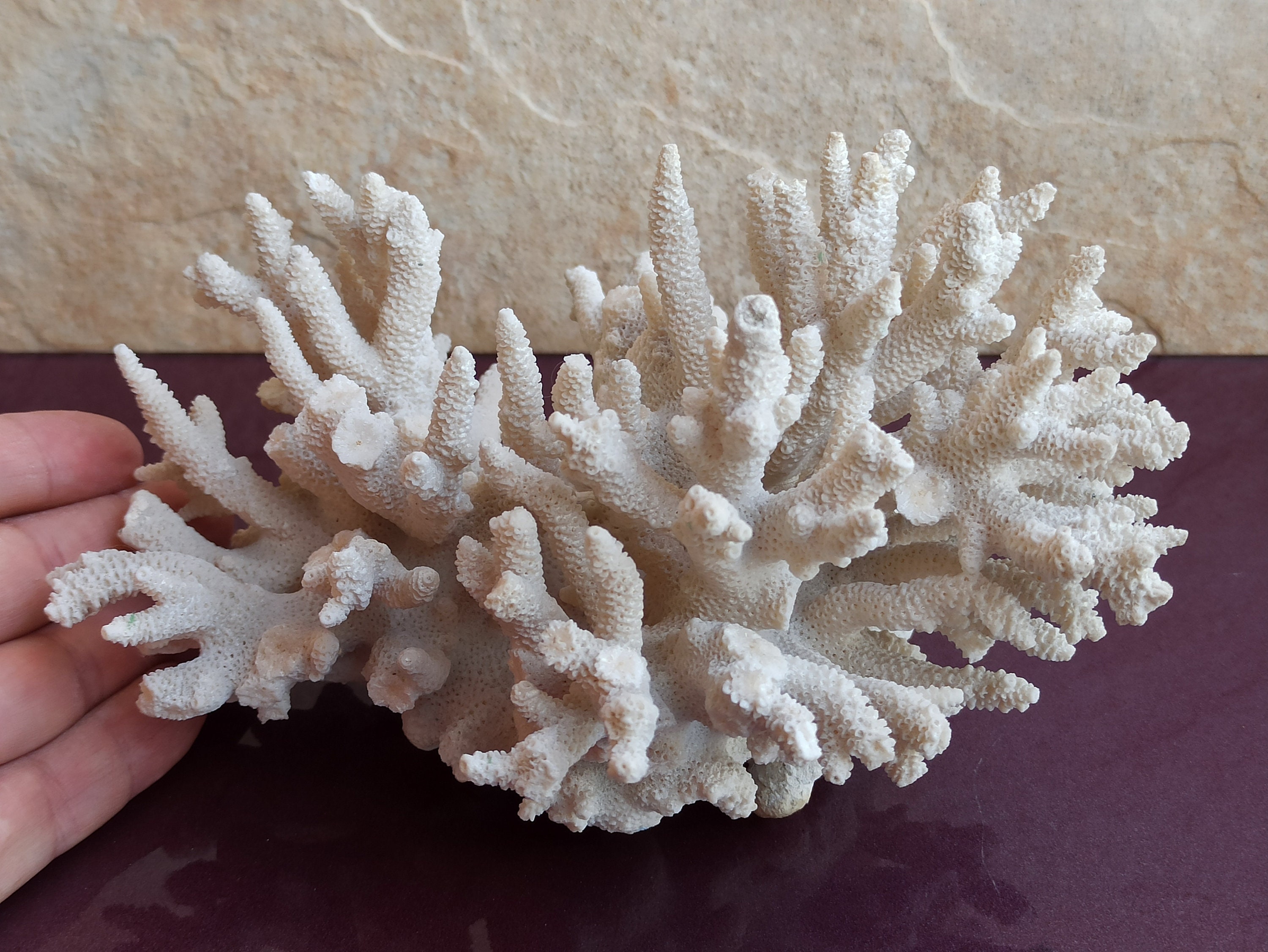 645 G White Coral, Coral Tree, Coral Reef Decor, Natural White