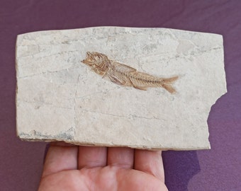 ナイティア化石魚 – ワイオミング州産の精巧な先史時代の化石 – 5