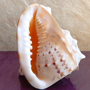Cassis Cornuta Bellissima Conchiglia, Conchiglia di Granchio, Enorme Conchiglia Oceanica, Conchiglie Naturali, Conchiglia Marina, Decorazione per Matrimoni