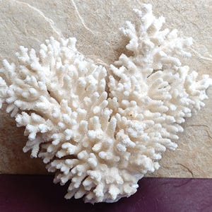 Genuine White Coral, Natural White Coral Sea, Large White Coral Tree, Wedding Decoration, Seashells Decoration, Coral Reef Home Decoration