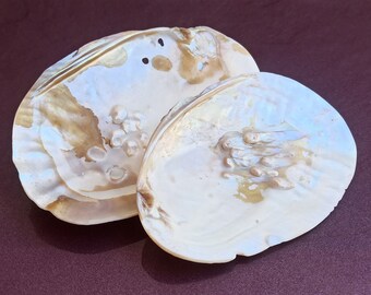 Conjunto grande de conchas marinas de nácar: decoración costera iridiscente