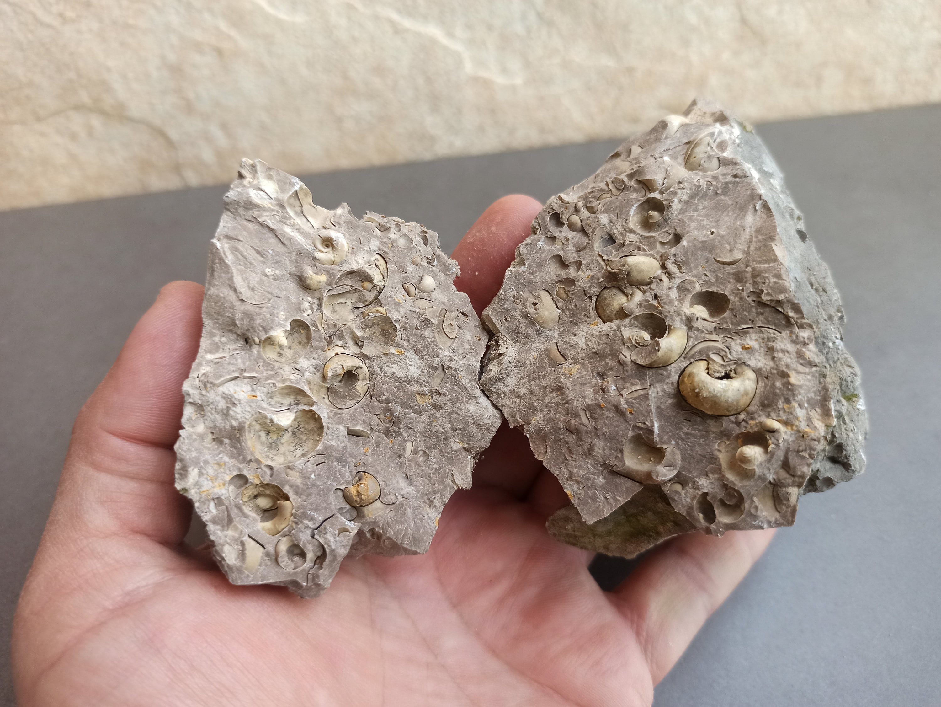1億5000万年前の貝殻の化石：石の中に埋もれた古代スペインの貝殻