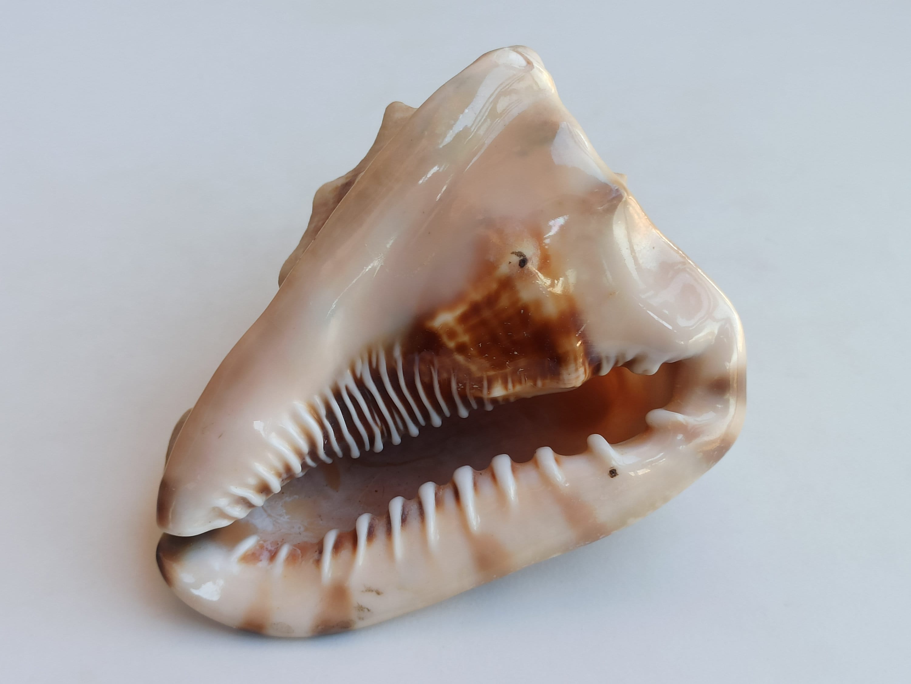 巨大タカラガイ：珍しい大西洋産の貝殻、ナチュラルな室内装飾 - Etsy 日本