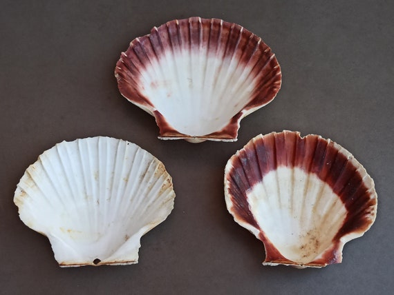 天然貝殻3個セット：海の貝、航海用装飾 - Etsy 日本