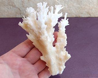 White Coral Tree, Natural Coral Tree, White Coral, Natural Coral Sea, Small White Coral Tree, Coral Reef Decor