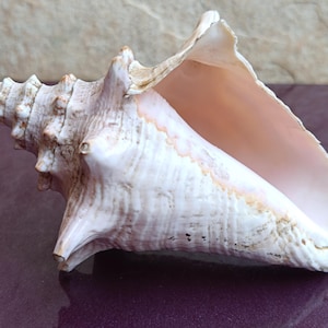 Op de afbeelding: Een grote, crèmekleurige conch-schelp met een spiraalvorm en een brede opening. De schelp heeft een getextureerd oppervlak met subtiele bruine en roze tinten. De binnenkant van de schelp is zachtroze. De schelp is een natuurlijk decoratief item.