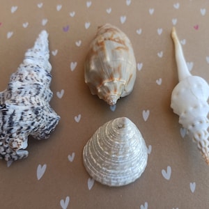 Puede incluir: Cuatro conchas de diferentes formas y colores sobre un fondo marrón con corazones blancos. Las conchas son blancas, marrones y negras.