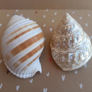 Set Of 2 Natural Shells, Mother Of Pearl Shell, Clock Snail, Bell Conch Craft Shell, Large Conch Shell, White Tower Snail, Horseshoe Snail