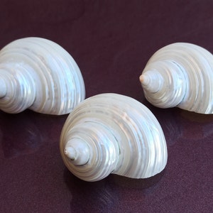 May include: Three white seashells with iridescent patterns. The shells are arranged in a row on a dark purple surface.