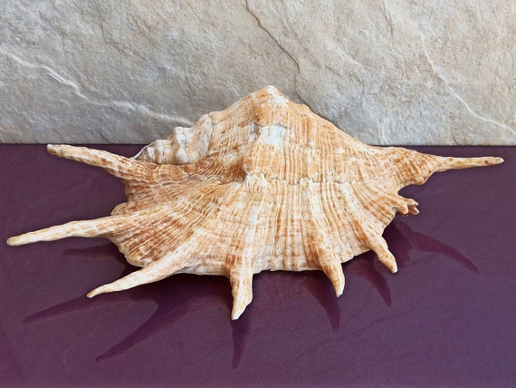 Large Natural Sea Shells, Murex Ramosus shells, Huge Ocean Conch 18-20 cm  Jumbo Seashells Perfect for Wedding Decor Beach Theme Party, Home