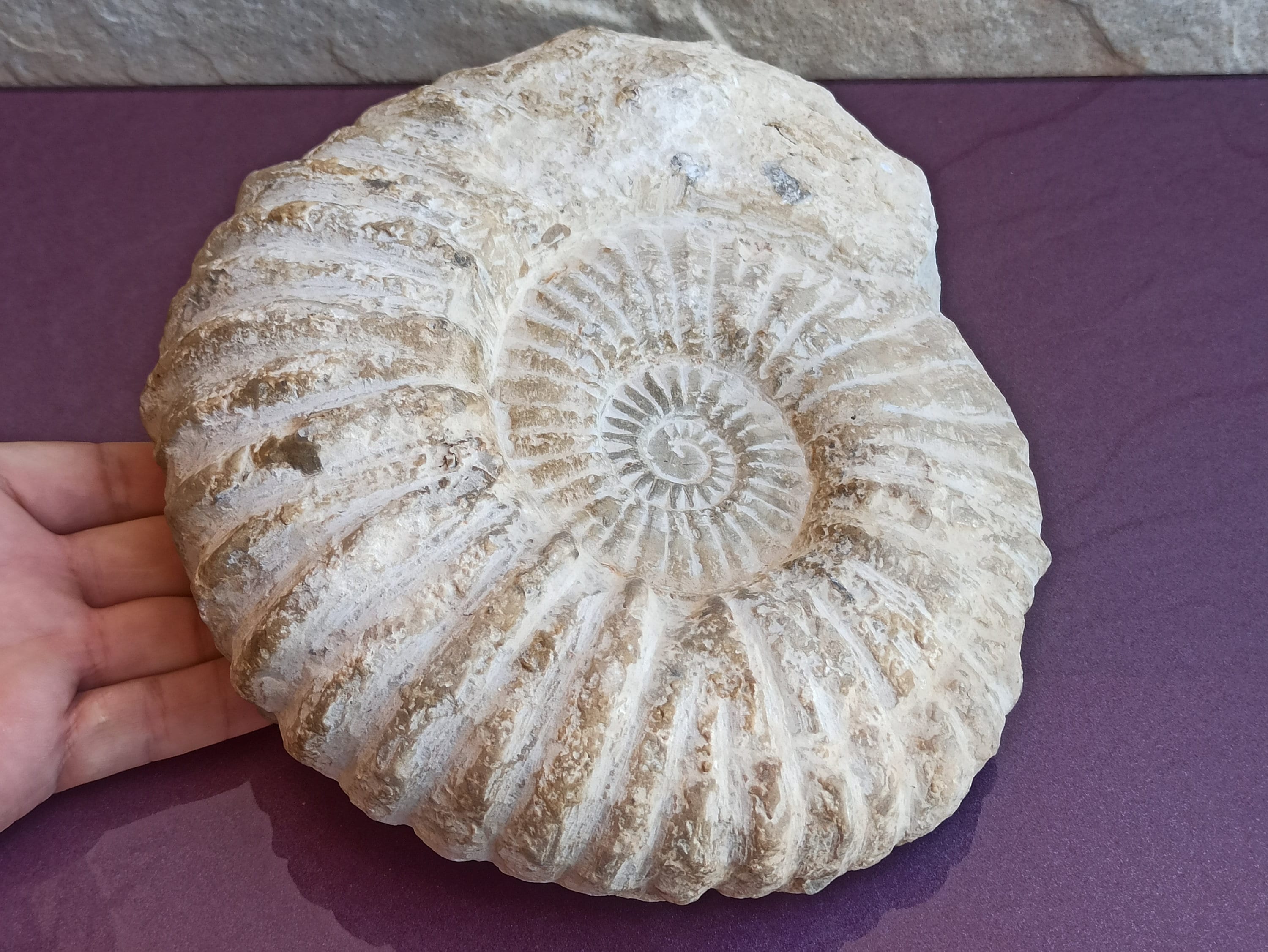 3.5kg 大型アンモナイト、天然オウムガイ化石、本物の化石