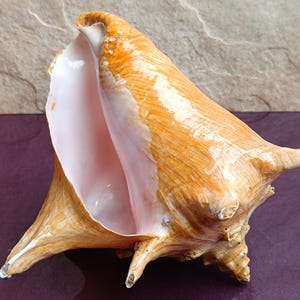 Schöne Muschel, große Krabbenmuschel, riesige Ozeanmuschel, Muschelschatz, natürliche Muscheln, Muschel, Hochzeitsdekoration