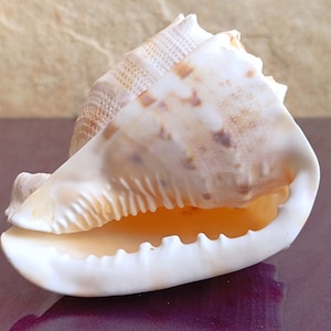 Cassis Cornuta Schöne Muschel, Krabbenschale, riesige Ozeanmuschel, natürliche Muscheln, Meeresmuschel, Hochzeitsdekoration