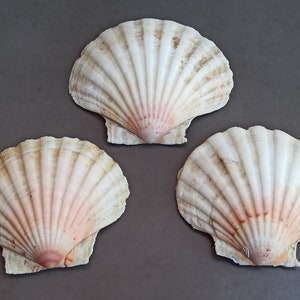 May include: Three scallop shells with a white and pink colour scheme. The shells are arranged in a triangular pattern on a grey background.