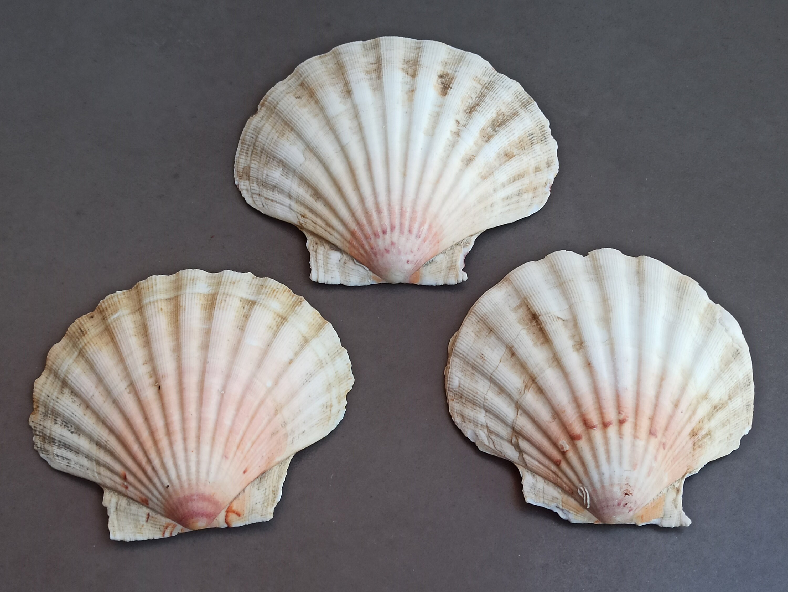 天然貝殻3個セット：海の貝、航海用装飾 - Etsy 日本