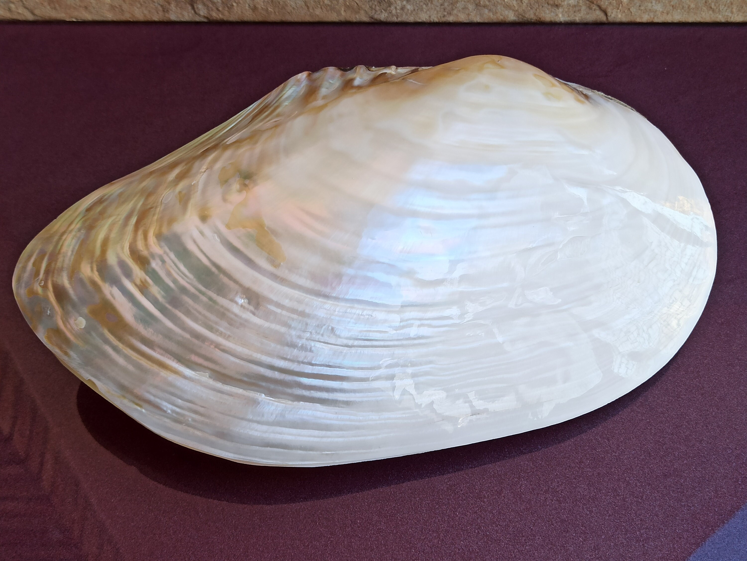 Large Mother-of-pearl Purple Seashell: Rare Sea Treasure