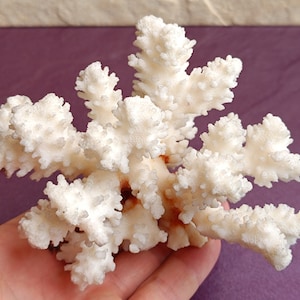 Wedding Decoration, White Coral, Natural White Coral Tree, Large Coral Tree, Coral Reef Decor, White Coral Reef, Natural Sea Coral