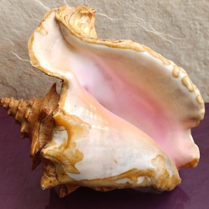 Bellissima conchiglia, grande conchiglia di granchio, enorme conchiglia oceanica, tesoro di conchiglie marine, conchiglie naturali, conchiglia marina, decorazione per matrimoni