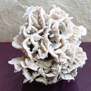 Large White Coral, Large Coral Tree, Coral Reef Decor, Natural White Coral Tree, White Coral Reef, Natural Sea Coral